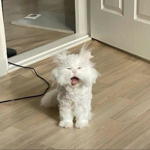 Meet your Posher, Tori